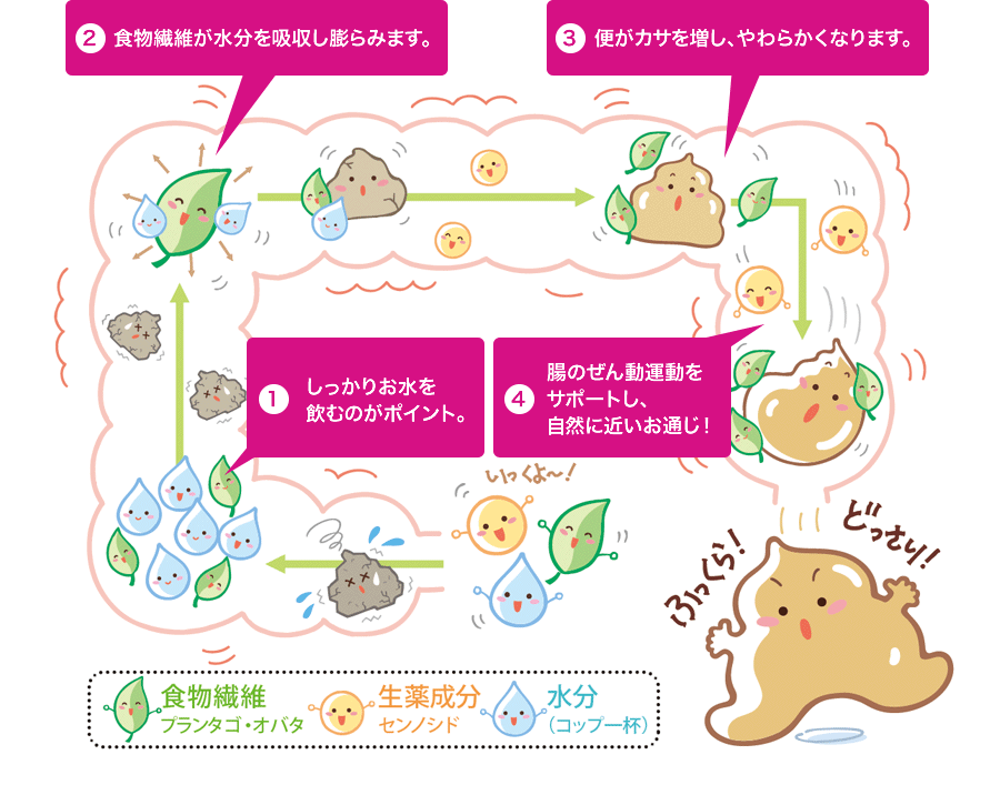 1.しっかりお水を飲むのがポイント。／2.食物繊維が水分を吸収し膨らみます。／3.便がカサを増し、やわらかくなります。／4.腸のぜん動運動をサポートし、自然に近いお通じ！